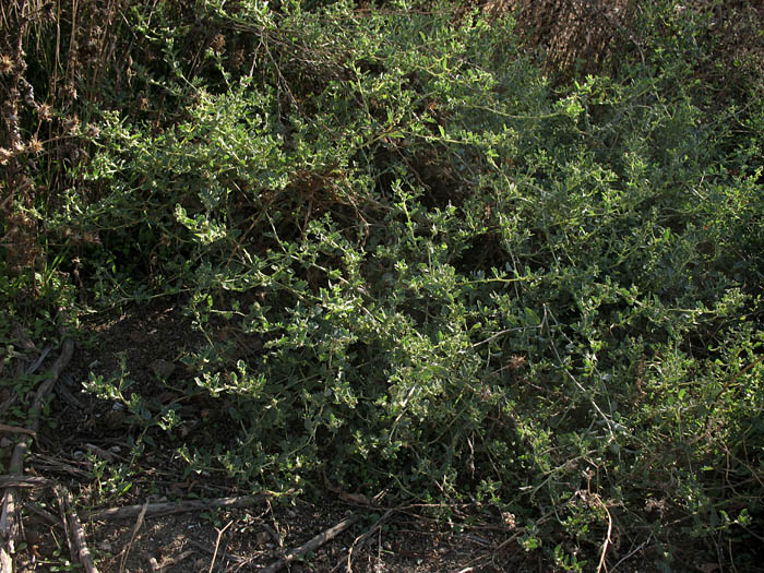 Detailed Picture 7 of Atriplex suberecta