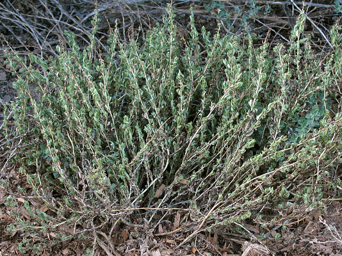 Detailed Picture 7 of Atriplex serenana