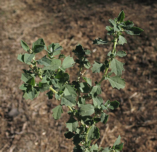 Detailed Picture 6 of Atriplex suberecta