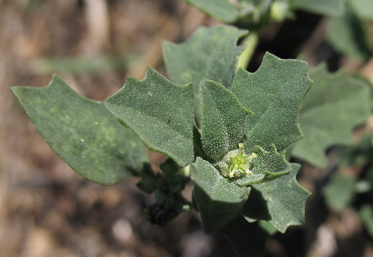 Detailed Picture 2 of Atriplex suberecta