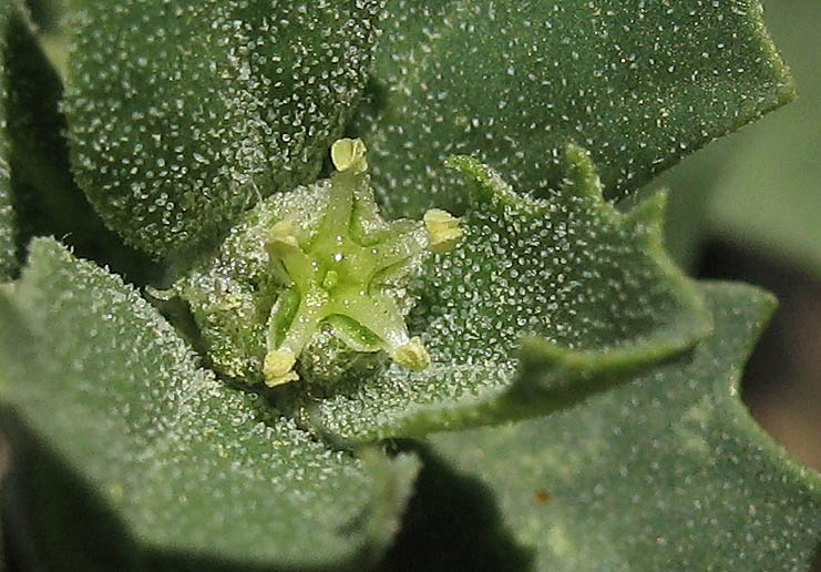 Detailed Picture 1 of Atriplex suberecta