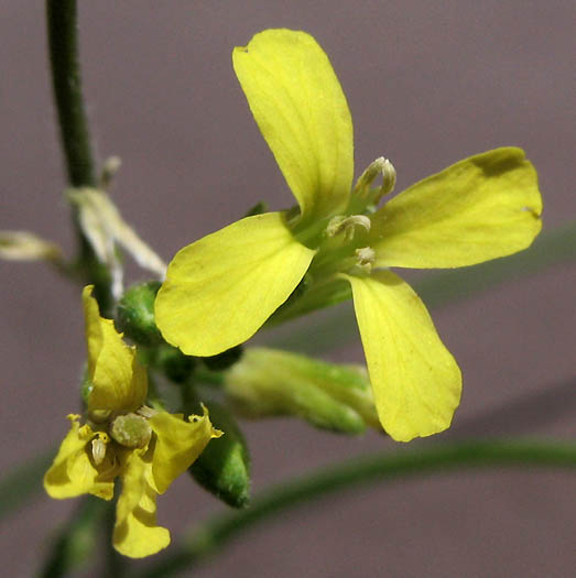 Detailed Picture 1 of Sisymbrium orientale