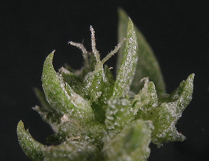 Detailed Picture 1 of Atriplex serenana