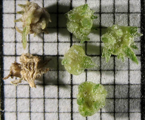 Detailed Picture 8 of Atriplex serenana
