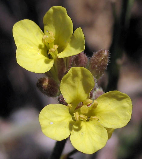 Detailed Picture 1 of Hirschfeldia incana