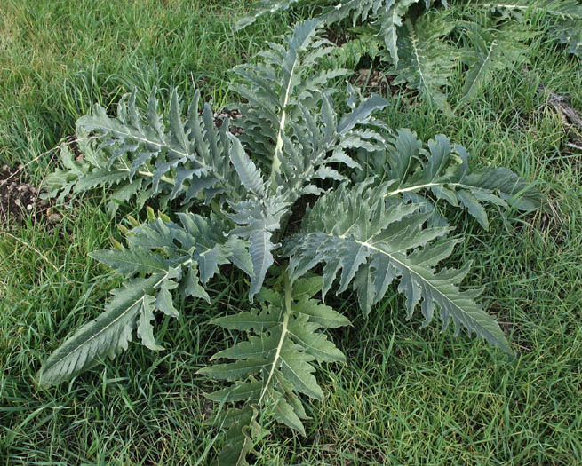 Detailed Picture 6 of Cynara cardunculus ssp. cardunculus