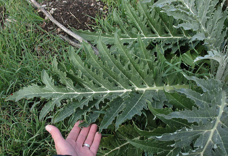 Detailed Picture 5 of Cynara cardunculus ssp. cardunculus