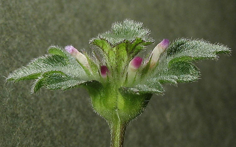 Detailed Picture 4 of Lamium amplexicaule