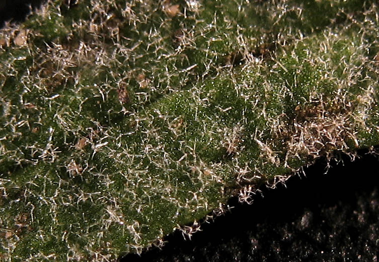 Detailed Picture 10 of Castilleja foliolosa