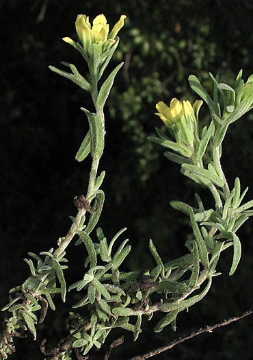 Detailed Picture 3 of Castilleja foliolosa