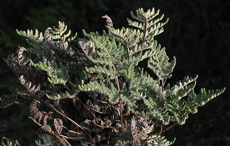 Detailed Picture 3 of Notholaena californica