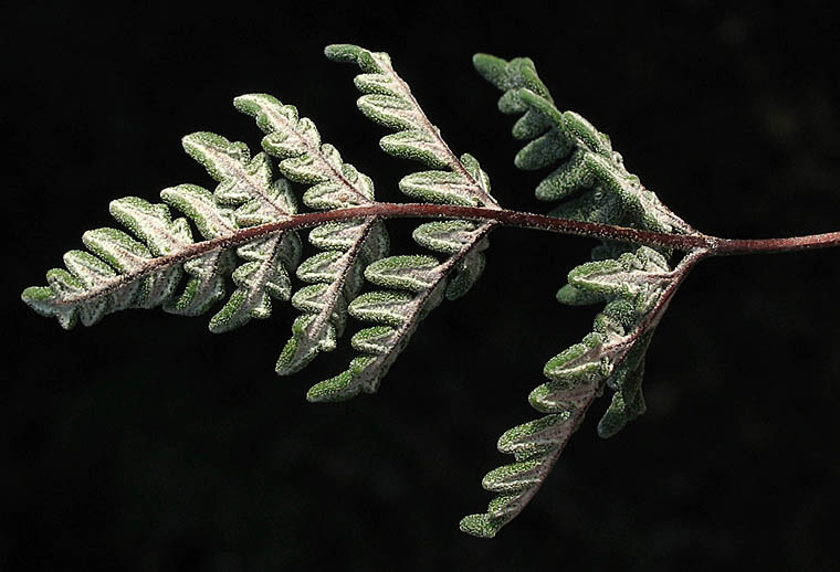 Detailed Picture 2 of Notholaena californica