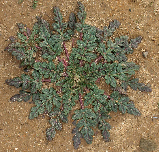 Detailed Picture 5 of Erodium botrys