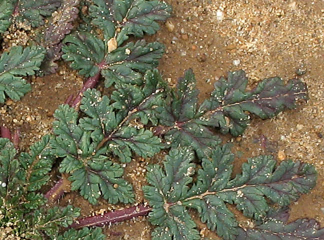 Detailed Picture 6 of Erodium botrys