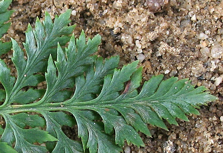 Detailed Picture 3 of Aspidotis californica