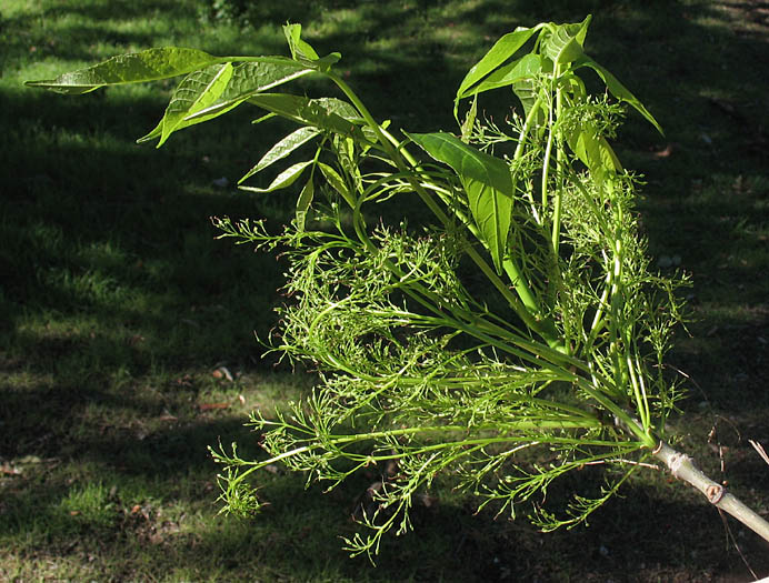 Detailed Picture 5 of Fraxinus uhdei