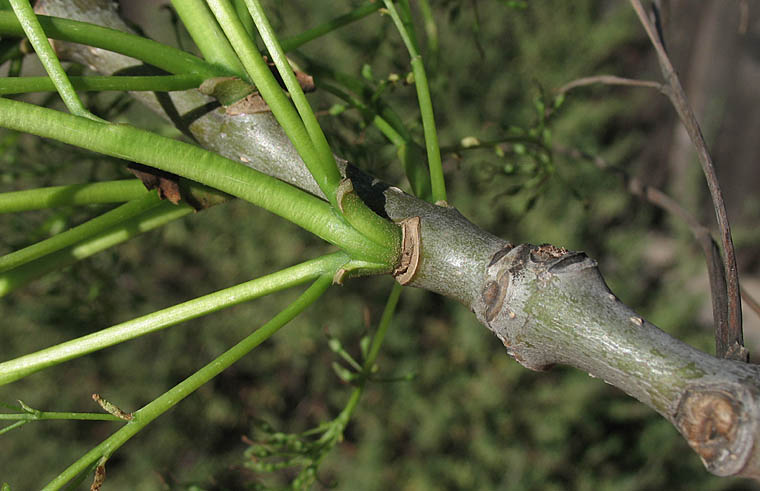 Detailed Picture 6 of Fraxinus uhdei