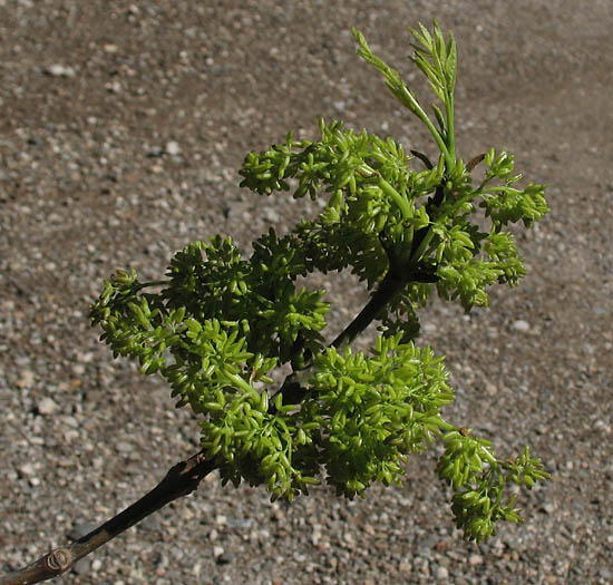 Detailed Picture 2 of Fraxinus uhdei