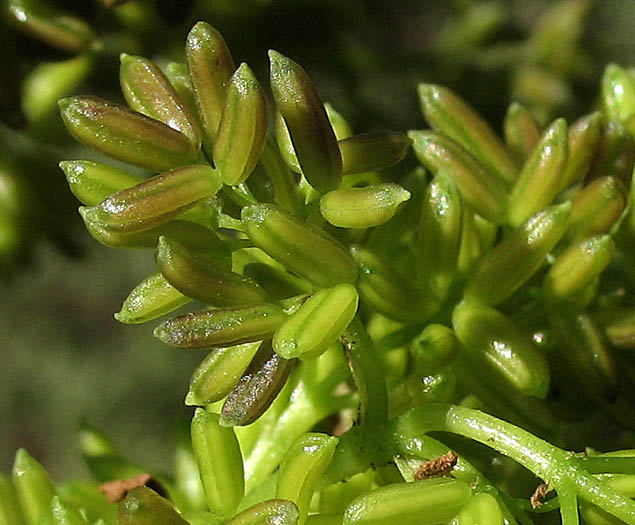 Detailed Picture 1 of Fraxinus uhdei