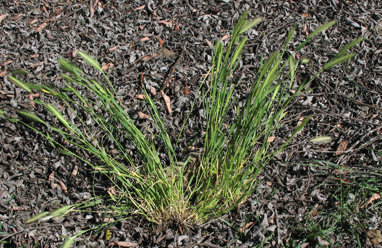 Detailed Picture 5 of Hordeum murinum