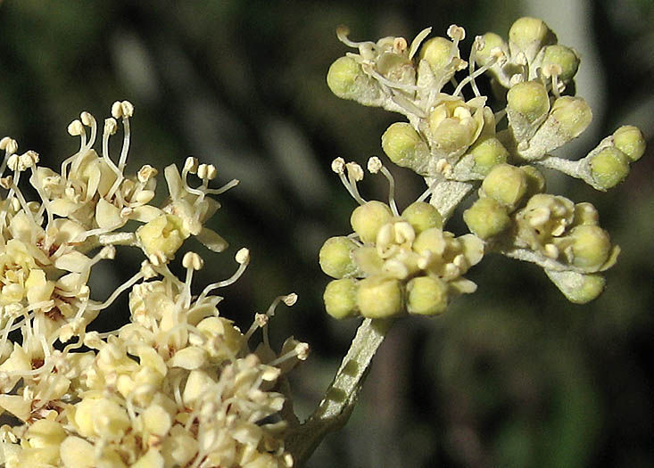 Detailed Picture 2 of Buddleja saligna