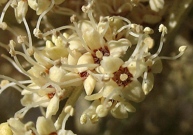 Detailed Picture 1 of Buddleja saligna