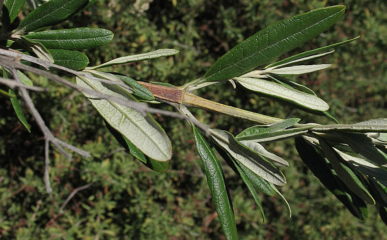 Detailed Picture 4 of Buddleja saligna