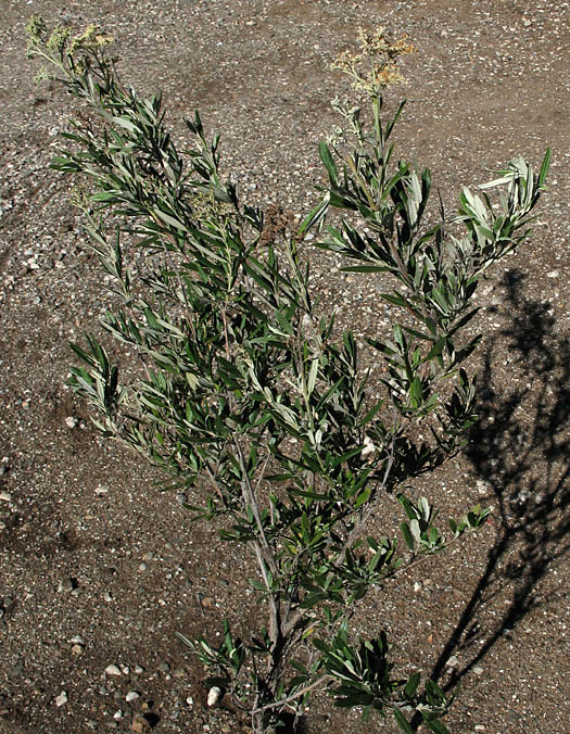 Detailed Picture 5 of Buddleja saligna