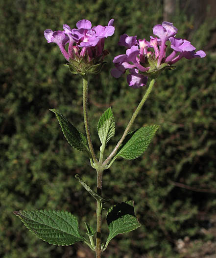 Detailed Picture 3 of Lantana montevidensis