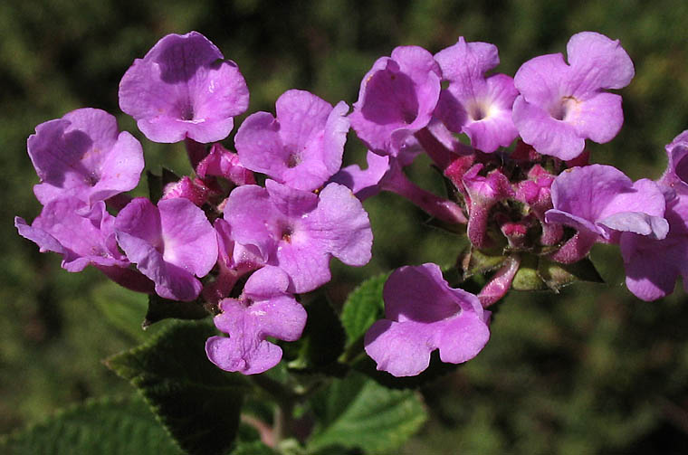 Detailed Picture 1 of Lantana montevidensis