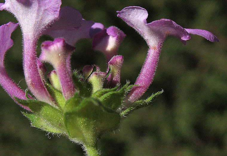 Detailed Picture 2 of Lantana montevidensis