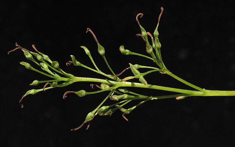 Detailed Picture 4 of Fraxinus uhdei