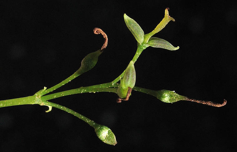 Detailed Picture 3 of Fraxinus uhdei