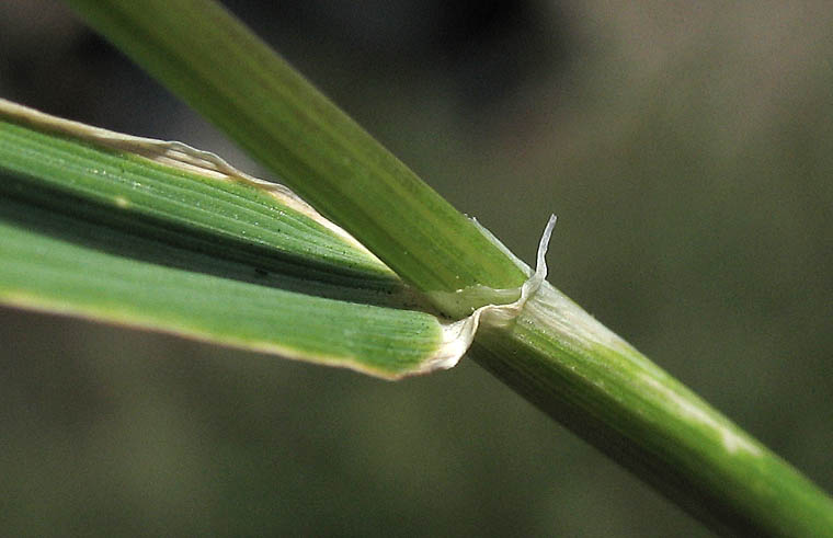 Detailed Picture 6 of Hordeum murinum