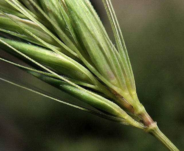 Detailed Picture 2 of Hordeum murinum