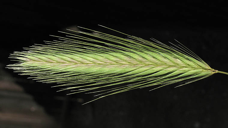 Detailed Picture 1 of Hordeum murinum