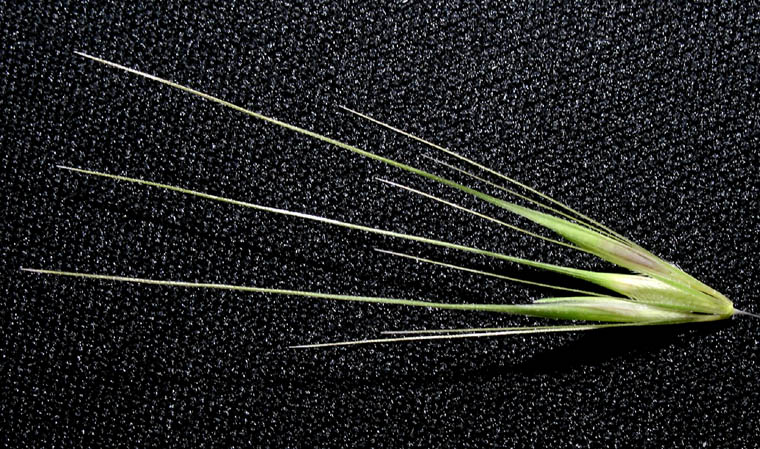 Detailed Picture 4 of Hordeum murinum