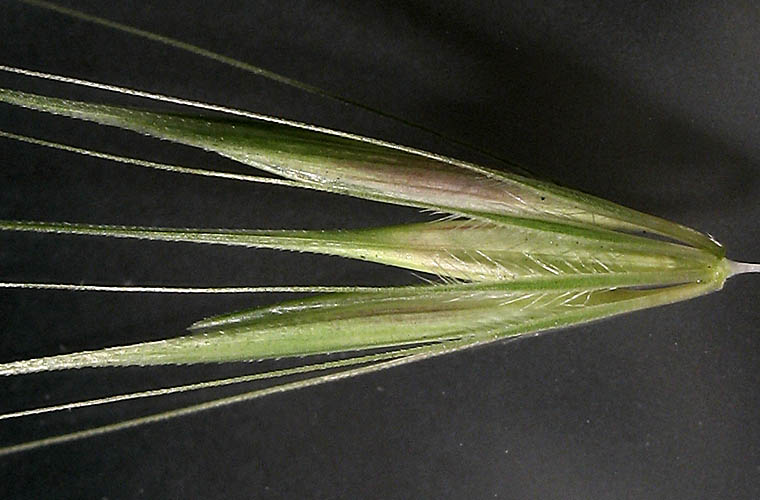 Detailed Picture 3 of Hordeum murinum