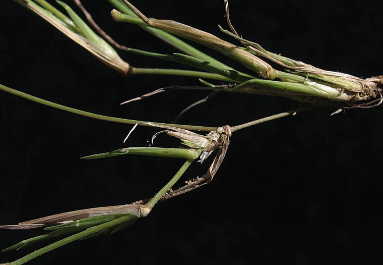 Detailed Picture 4 of Muhlenbergia microsperma