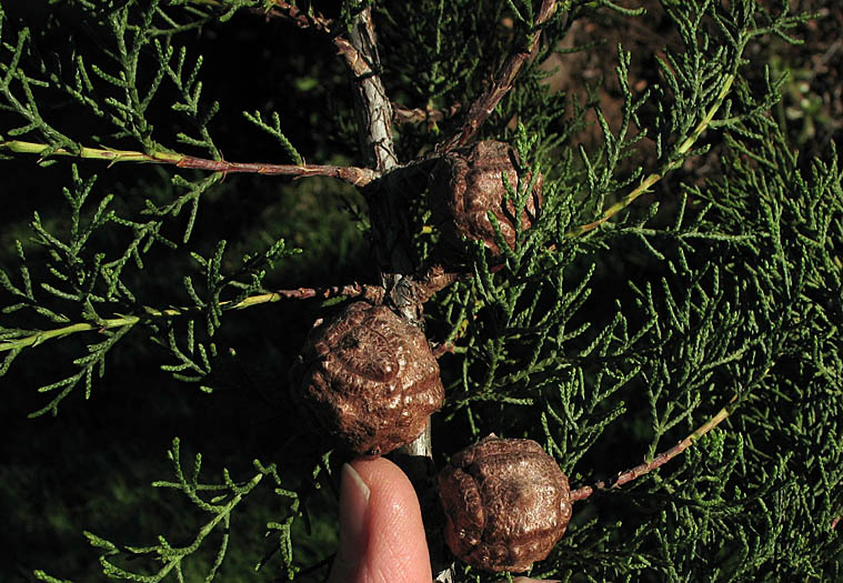 Detailed Picture 4 of Hesperocyparis forbesii