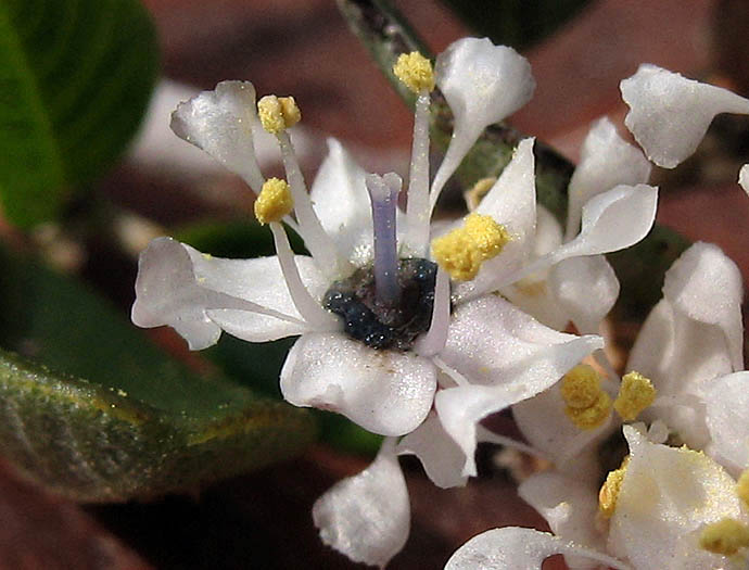 Detailed Picture 1 of Ceanothus megacarpus var. megacarpus