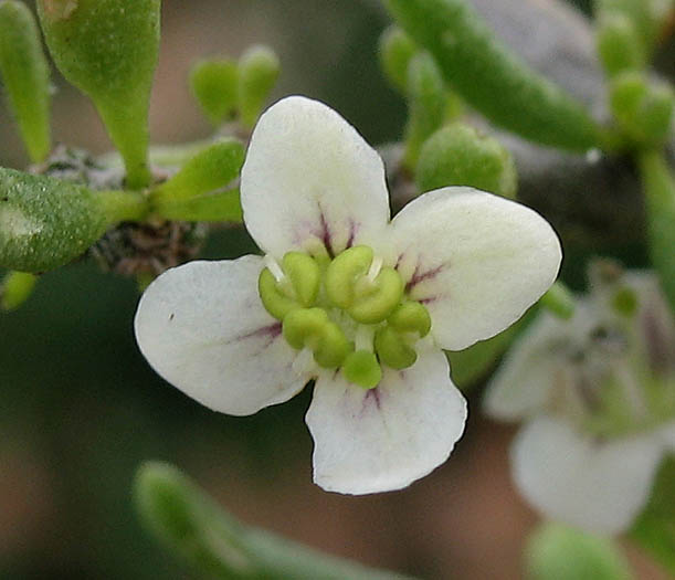 Detailed Picture 1 of Lycium californicum