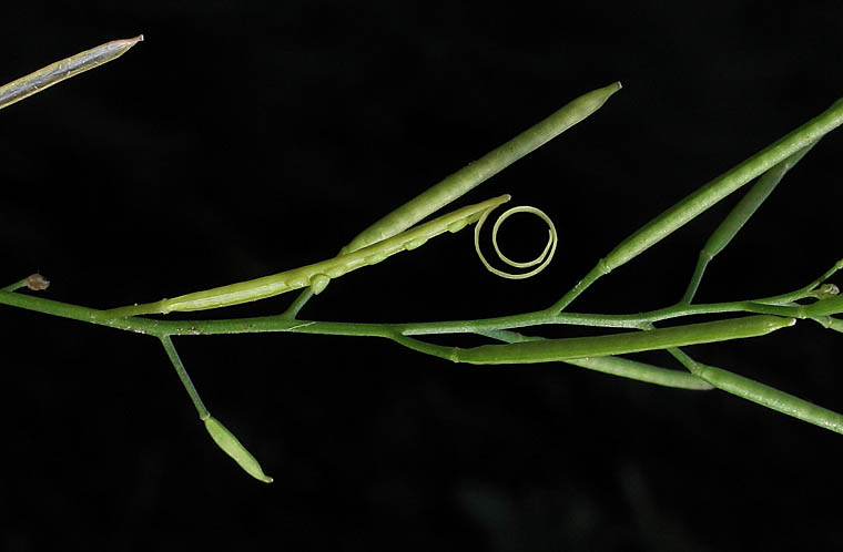 Detailed Picture 7 of Cardamine oligosperma