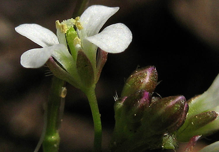 Detailed Picture 2 of Cardamine oligosperma