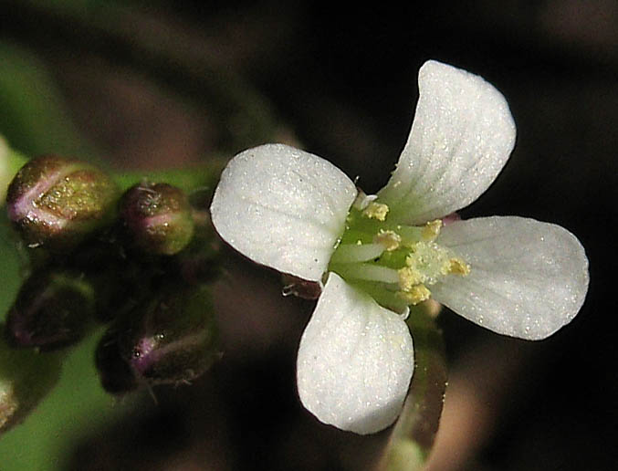 Detailed Picture 1 of Cardamine oligosperma