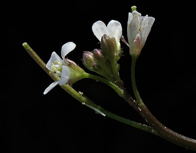 Detailed Picture 3 of Cardamine oligosperma