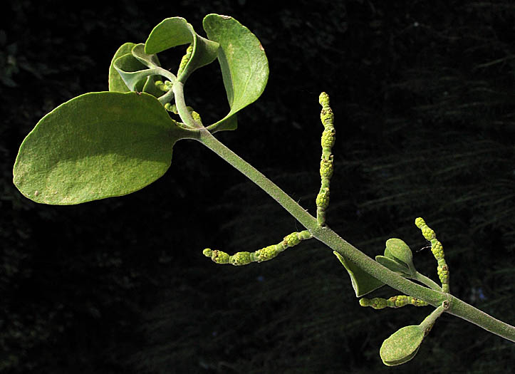 Detailed Picture 4 of Phoradendron leucarpum ssp. macrophyllum