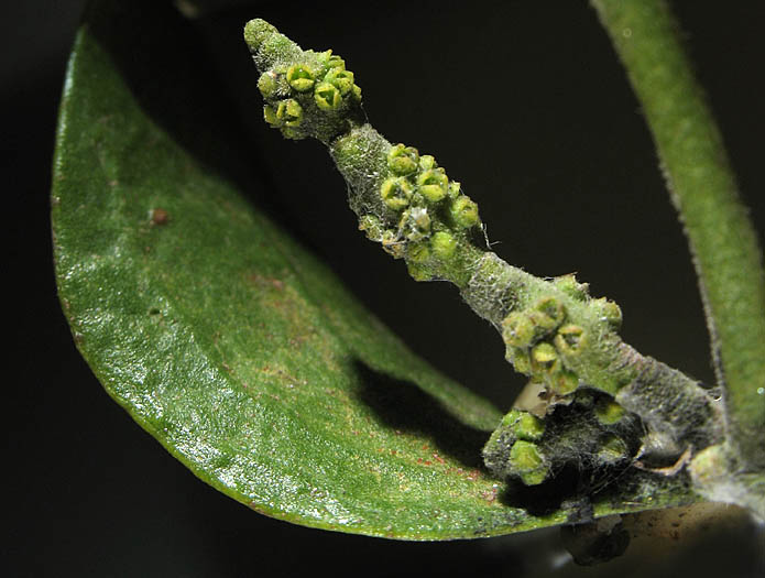 Detailed Picture 3 of Phoradendron leucarpum ssp. macrophyllum