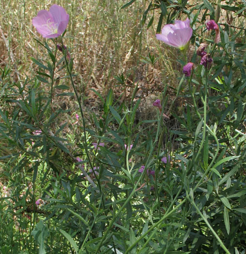 Detailed Picture 3 of Oenothera speciosa