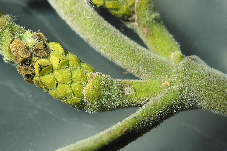 Detailed Picture 6 of Phoradendron leucarpum ssp. macrophyllum